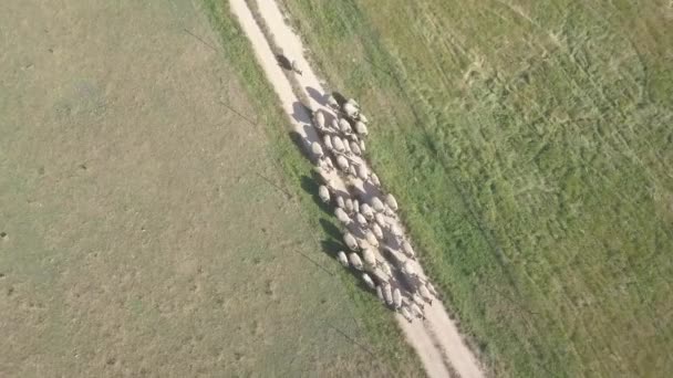 Vidéo aérienne d'un groupe de moutons blancs marchant d'une cour à l'autre dans une ferme. Les moutons Suffolk sont guidés par un chien mouton qui est derrière eux (Kelpie australien). Vidéo de drone .