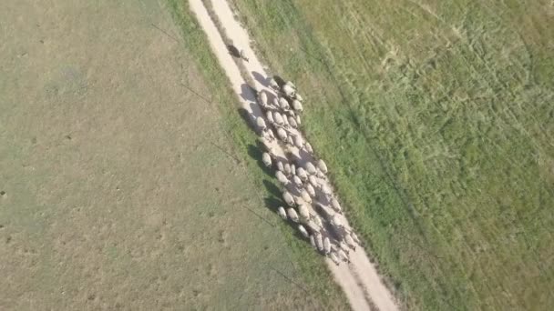 Vídeo Aéreo Grupo Ovejas Blancas Caminando Patio Otro Una Granja — Vídeos de Stock