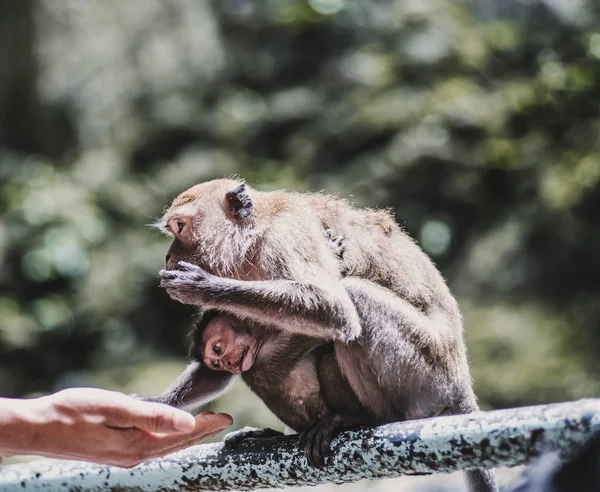 Human hand feeding monkeys in Asia