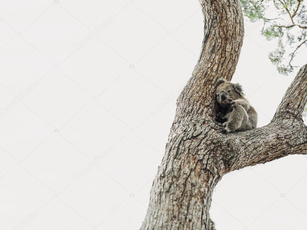 A wild koala on a tree looking for help after the bushfires in Australia