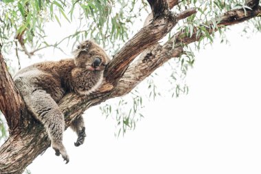 Avustralya 'da ağaçta uyuyan sevimli bir koala.