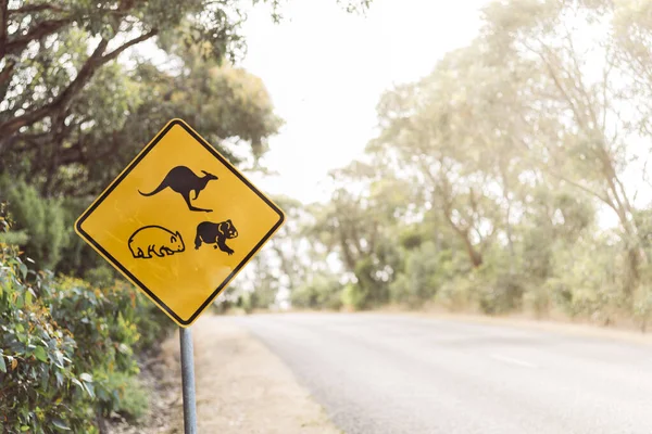 Avustralya 'da Koala yol tabelası kanguru ve wombat ile birlikte. — Stok fotoğraf