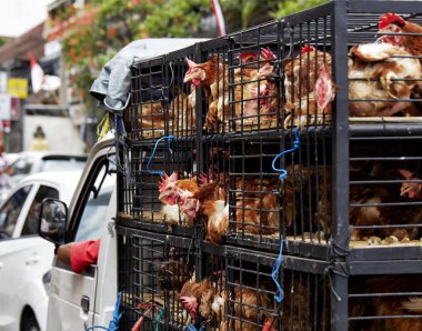 Tavuk taşıma Bali Endonezya 