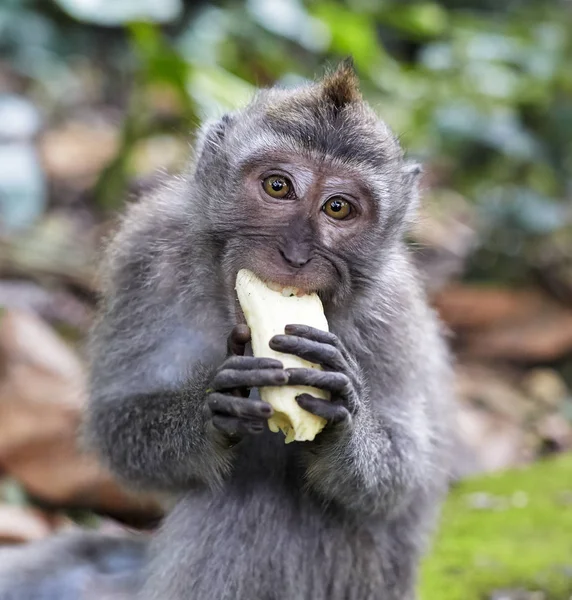 Macaque monkey eating banana Bali Indonesia — Stock Photo, Image