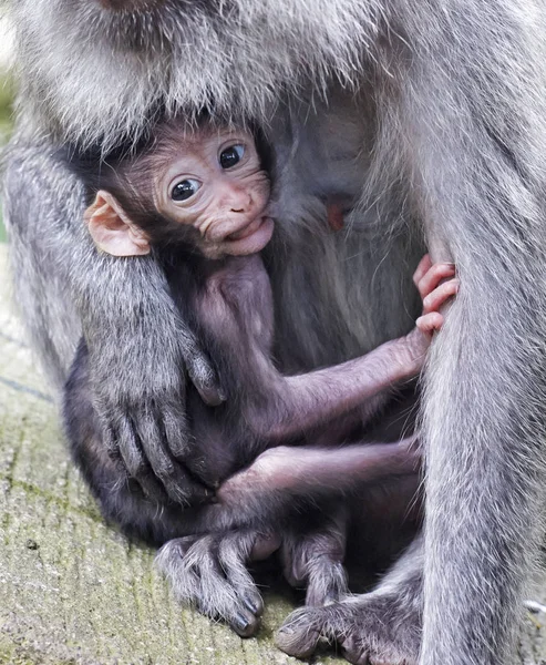 Macaque monkey holding baby while suckeling Bali Indonesia — Stock Photo, Image