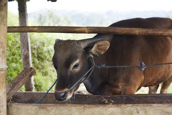 Yemlik Bali Endonezya arkasında inek duran