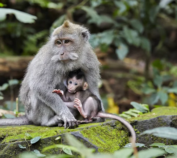 Macaque mother sitting holding baby Bali Indonesia — Stock Photo, Image