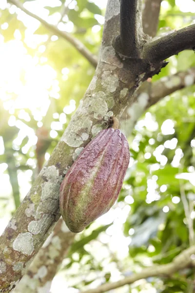 Rijpe rode cacao vruchten opknoping van boom — Stockfoto