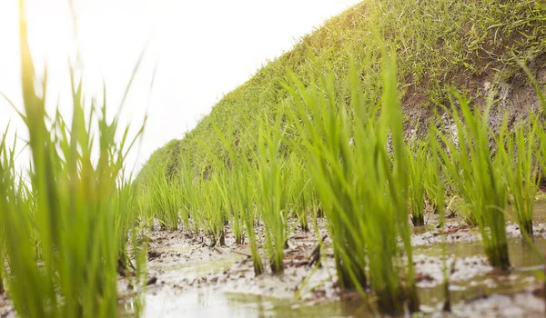 Reispflanzen im Wasser auf bali indonesien — Stockfoto