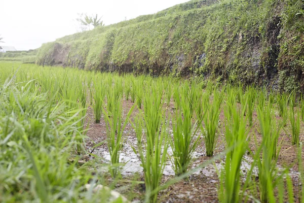 Campo de arroz Bali Indonesia —  Fotos de Stock