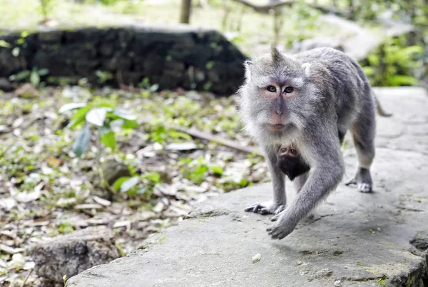 Makaak monkey wandelen met de baby op de buik Indonesië Bali Stockafbeelding