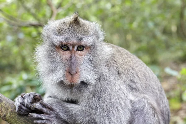 Makaak monkey close-up in Bali Indonesië Stockfoto