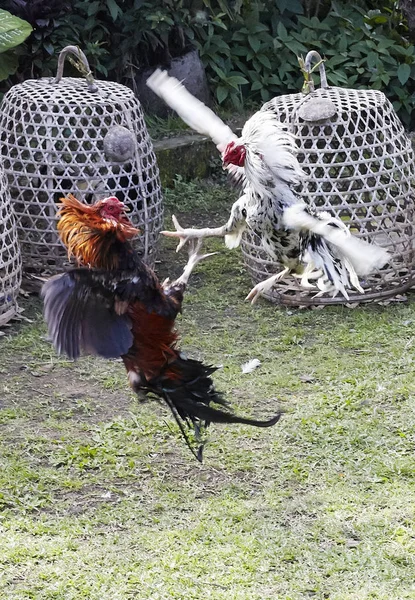 Dua ayam jantan memiliki sabung ayam Bali Indonesia Stok Lukisan  