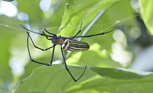 Riesige goldene seidenkugelweberspinne in web bali indonesien Stockbild