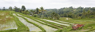 Panorama of layered rice field terraces on Bali Indonesia clipart