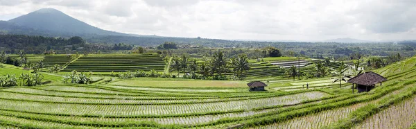 Panorama de campos de arroz en capas Bali Indonesia —  Fotos de Stock