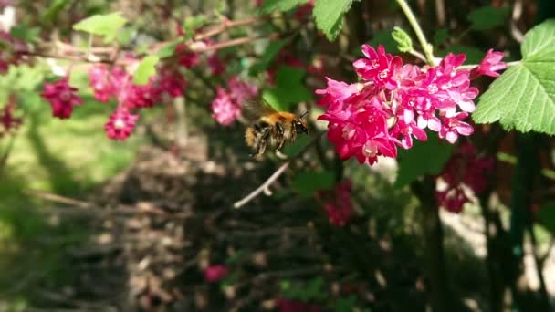 Bumblebee Kwiatach Zapylanie Przez Dzikie Trzmiele Materiał Filmowy Zwolnionym Tempie — Wideo stockowe