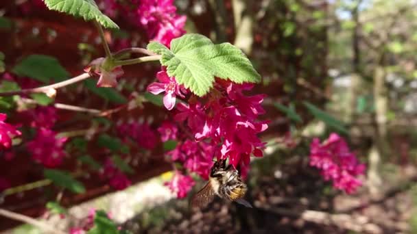 Bumblebee Sui Fiori Impollinazione Calabrone Selvatico Filmati Rallentatore Con Insetti — Video Stock