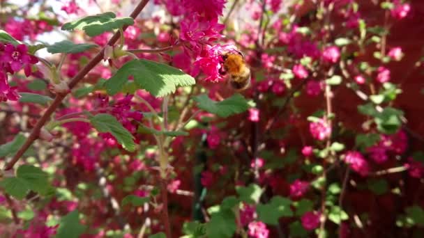 Bumblebee Kwiatach Zapylanie Przez Dzikie Trzmiele Materiał Filmowy Zwolnionym Tempie — Wideo stockowe