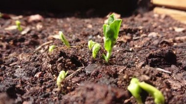 Genç bitki sulamanın makro görüntüsü. Toprakta yeşil yaprak olan yavaş çekim görüntüleri. Ekoloji ve çevre kavramı.