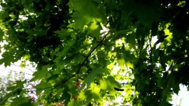 Akçaağaç ve güneş ışınları arkada. Parkta yeşil yapraklar. Kamera dalların altında ilerliyor. Ormanda ilkbahar.