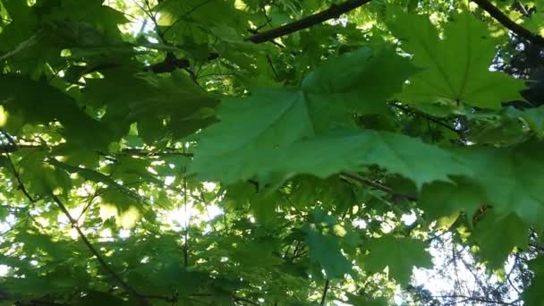 Feuillage vert intense avec rayons de soleil. Feuilles vertes sur l'arbre en forêt. Caméra avançant sous les branches d'érable. Printemps dans le parc .