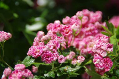 Ağaç dallarında pembe gül çiçekleri. Bahar bahçesinde çiçek açan dikenler. Güzel çiçek arkaplanı.