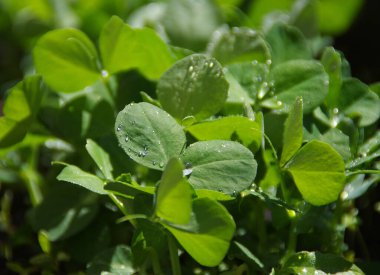 Taze bezelye yapraklarının üzerine yağmur yağıyor. Ev bahçesinde bahar sabahı. Organik bahçe işleri..