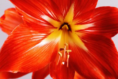 Büyük çiçekli Amarillis ya da Hippeastrum. Çiçek yakın plan