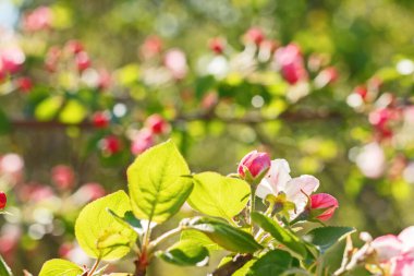 İlkbaharda çiçek açan elma ağacının kapanışı