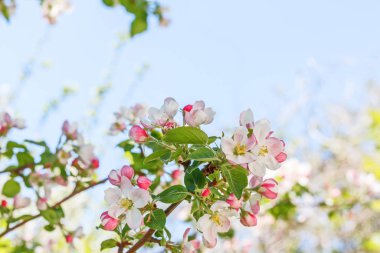 İlkbaharda çiçek açan elma ağacının kapanışı