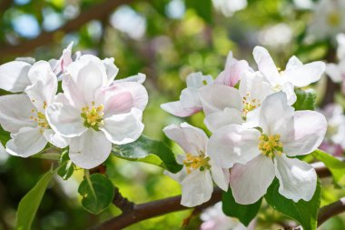 İlkbaharda çiçek açan elma ağacının kapanışı