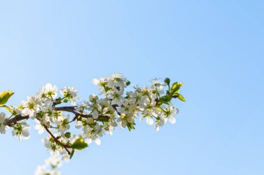 İlkbaharda çiçek açan elma ağacının kapanışı