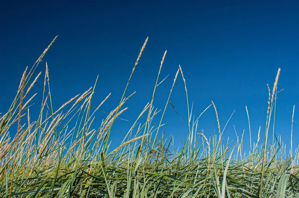 Canne Una Spiaggia Che Estende Verso Cielo Blu — Foto Stock