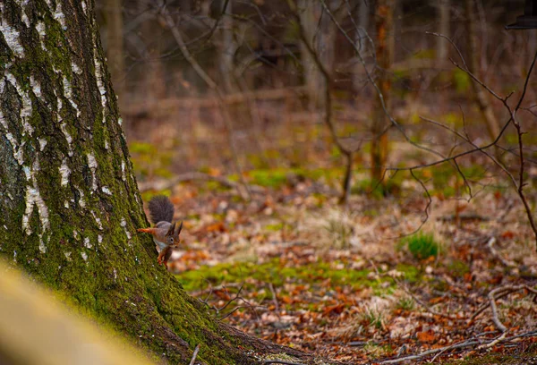 红松鼠 Sciurus Vulgaris 在树干旁等待和倾听 — 图库照片