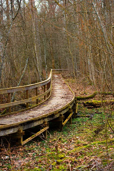 Drewniany Chodnik Przeczesuje Las Wczesną Wiosną — Zdjęcie stockowe