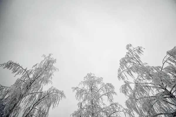 Snöiga Träd Och Gråmulen Himmel — Stockfoto