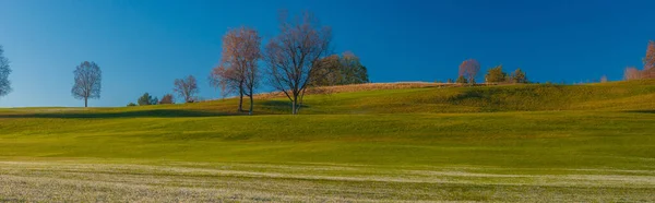 Bäume Auf Einem Grünen Grasrücken Frostiges Gras Vordergrund — Stockfoto
