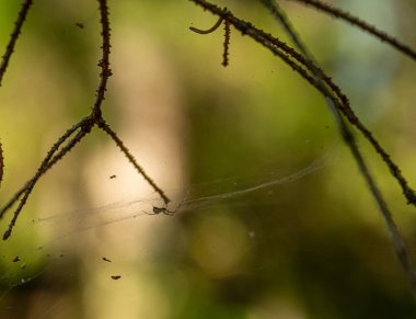 Ağda asılı bir örümcek bazı dalların arasında.
