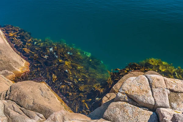 Cliffs Kelp Turquoise Water — Stock Photo, Image