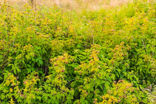 Arbustos Con Frambuesas Maduras Silvestres — Foto de Stock