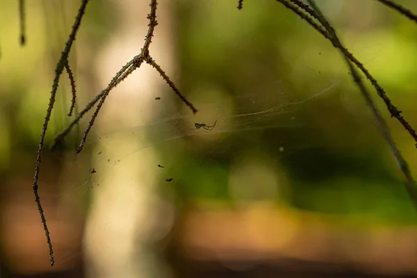 Una Araña Colgando Una Red Entre Algunas Ramas — Foto de Stock