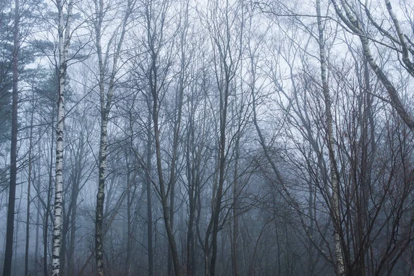 Une Forêt Grise Brumeuse Mystique — Photo