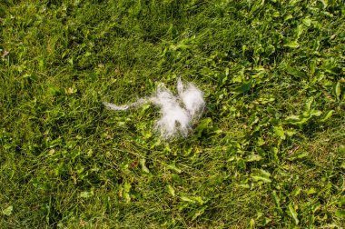 Yeşil gras 'lı bir köpeğin beyaz kürkü.