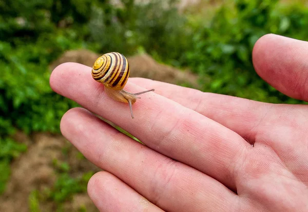 長い触手を持つ土地カタツムリを保持する手 — ストック写真