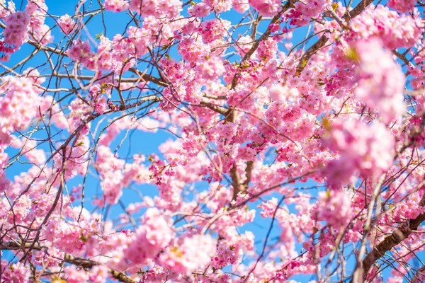 Güneşli Bir Bahar Gününde Güzel Kiraz Çiçekleri — Stok fotoğraf