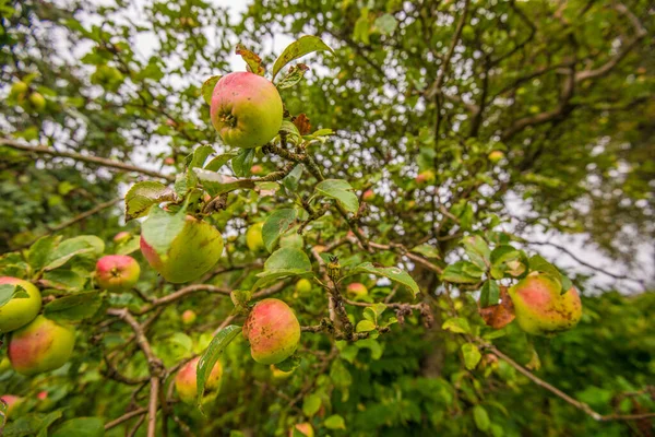 Червоні Зелені Яблука Висять Дерева — стокове фото