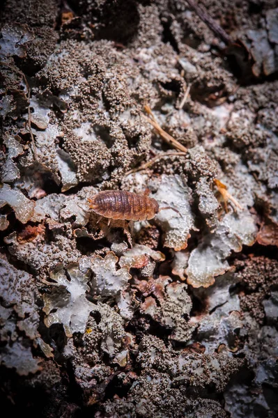 Woodlouse Oniscidea Crawling Old Log — Stock Photo, Image