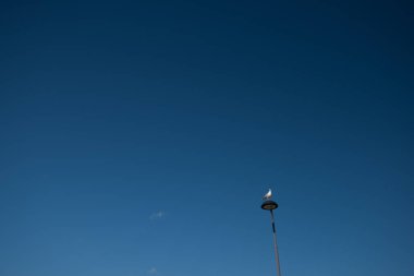 Işık direğinde duran bir martı.