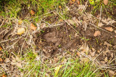 Sonbaharın başında yerde geyik izleri var..
